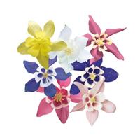 Aquilegia Spring Magic Mix