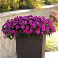 Bounce™ Violet Interspecific Impatiens