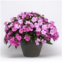 Bounce™ Pink Flame Interspecific Impatiens