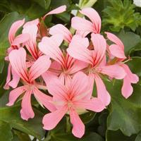 Decora Pink Ivy Geranium