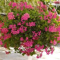 Decora Shocking Pink Ivy Geranium