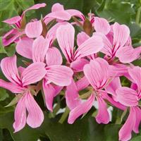 Decora Light Purple Ivy Geranium
