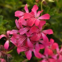 Decora Pink+Eye Ivy Geranium
