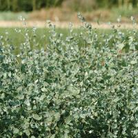 Silverdrop Eucalyptus