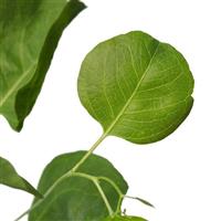  Eucalyptus polyanthemos