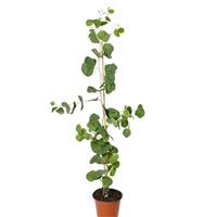  Eucalyptus polyanthemos