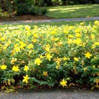 Hypericum calycinum 