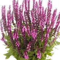 Salvia Sensation<sup>®</sup> Medium Deep Rose