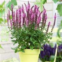 Salvia Sensation<sup>®</sup> Medium Deep Rose