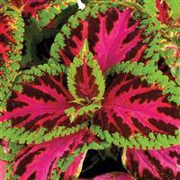 Rainbow Color Pride Coleus