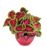 Rainbow Color Pride Coleus