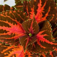 Rainbow Festive Dance Coleus