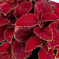 Rainbow Red Velvet Coleus