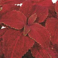 Rainbow Volcano Coleus