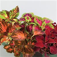 Rainbow Masterblends Mix Coleus