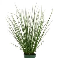 Grass Twisted Arrows Fuseables®