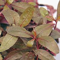 Trailing Ruby Red Alternanthera