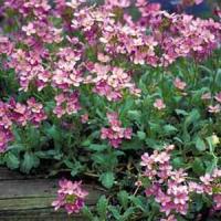 Arabis alpina Rosea