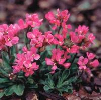 Arabis blepharophylla Red Sensation