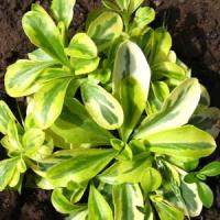 Arabis ferdinandi-coburgi Old Gold