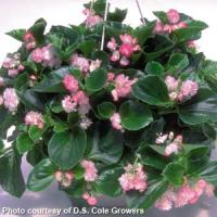 Cherry Blossom Begonia Vegetative