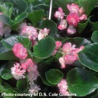 Cherry Blossom Begonia Vegetative