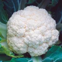 Minuteman Cauliflower