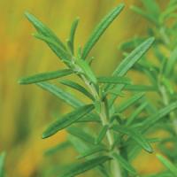  Rosemary