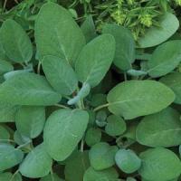  Salvia-sage