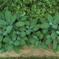  Salvia-sage