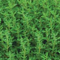 Summer Thyme