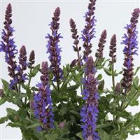Salvia Sensation<sup>®</sup> Compact Sky Blue