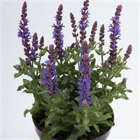 Salvia Sensation<sup>®</sup> Compact Sky Blue
