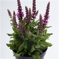 Salvia Sensation<sup>®</sup> Compact Bright Rose