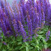 Salvia Sensation<sup>®</sup> Compact Deep Blue