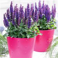 Salvia Sensation<sup>®</sup> Compact Deep Blue