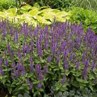 Salvia Sensation<sup>®</sup> Compact Deep Blue