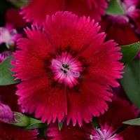 Floral Lace™ Purple Dianthus