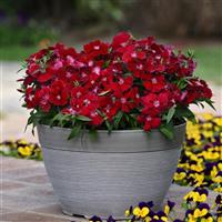 Floral Lace™ Red Dianthus