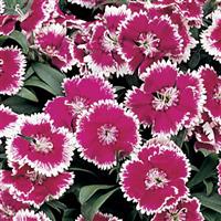 Floral Lace™ Violet Picotee Dianthus