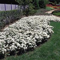 Floral Lace™ White Dianthus