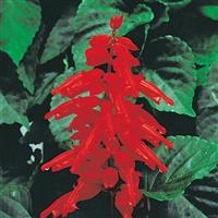 Red Hot Sally II Salvia
