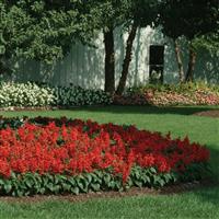 Red Hot Sally II Salvia