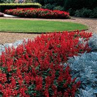 Red Hot Sally II Salvia