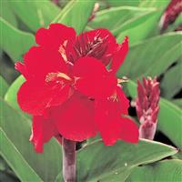 Tropical Red Canna