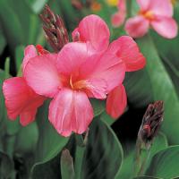 Tropical Rose Canna