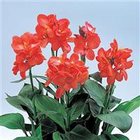 Tropical Salmon Canna