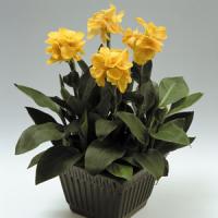 Tropical Yellow Canna
