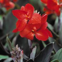 Tropical Bronze Scarlet Canna