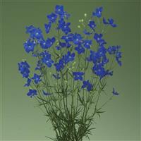 Jenny's Pearl Blue Delphinium